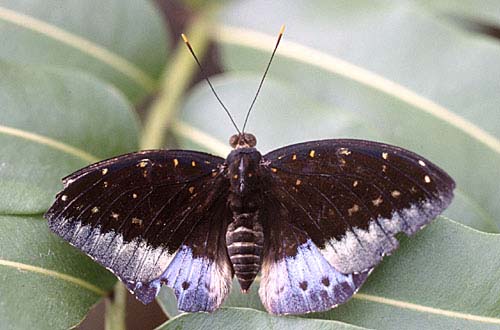 Schmetterling0006