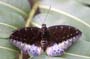Schmetterling0006